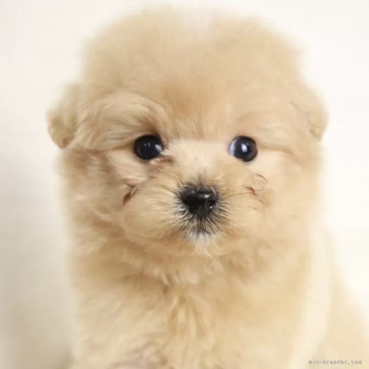 ID:2501-01467の子犬