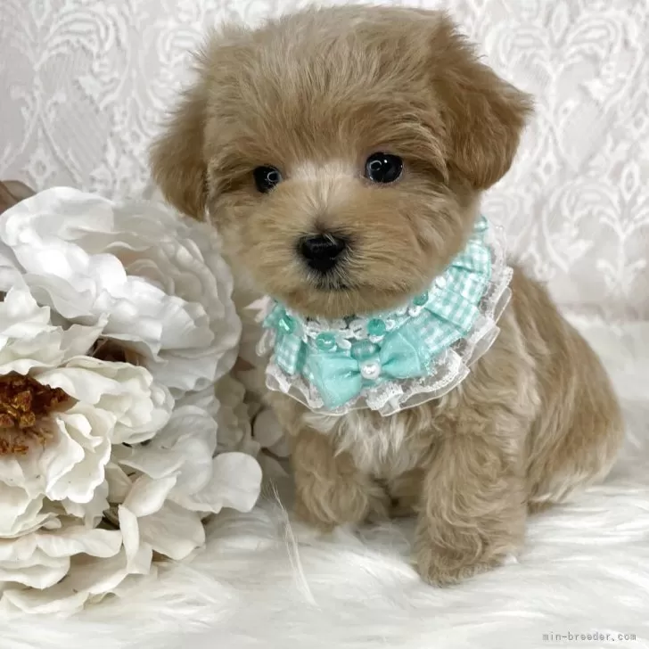 ID：2507-01787の子犬