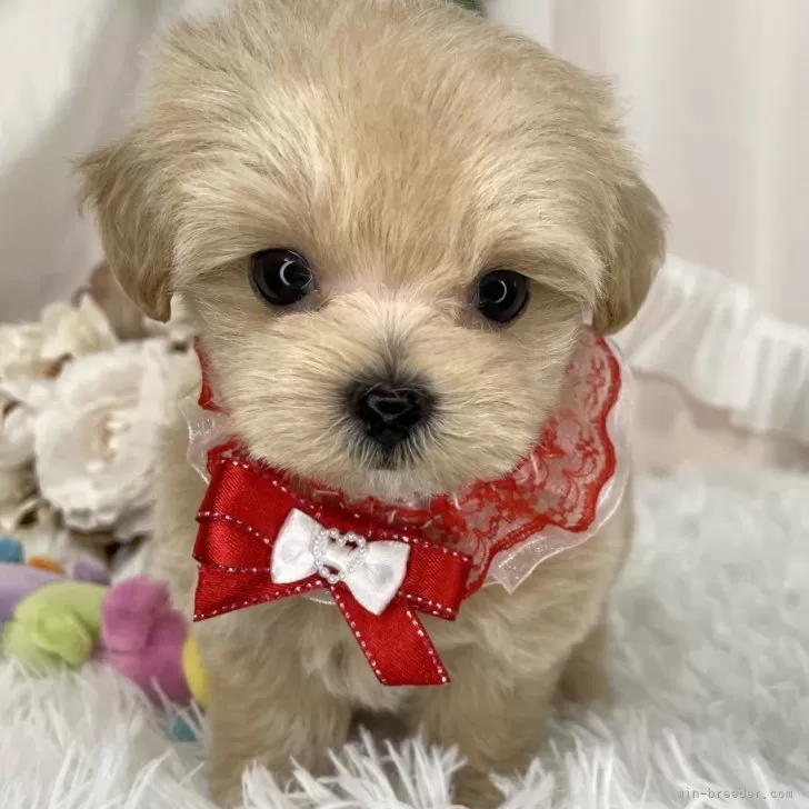T.Ｉ 様のお迎えした子犬