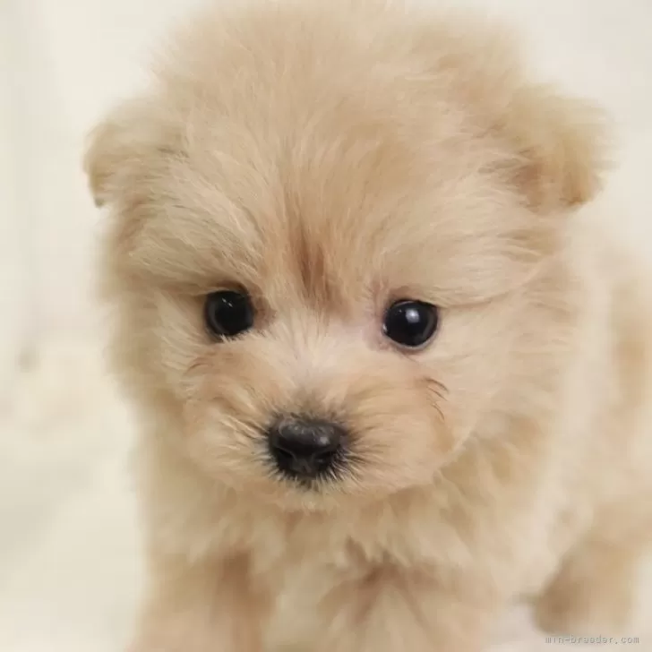ID:2501-01466の子犬