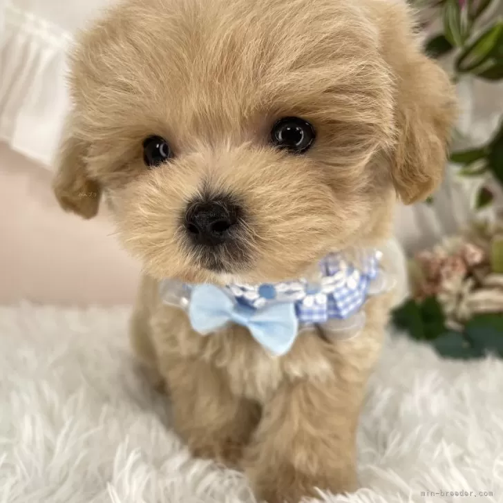 ゆう 様のお迎えした子犬