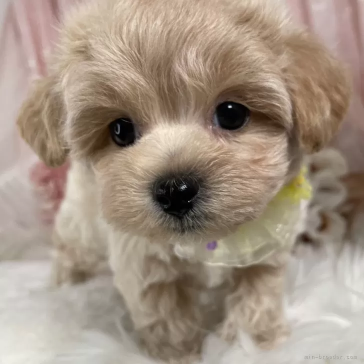 ID:2507-04287の子犬