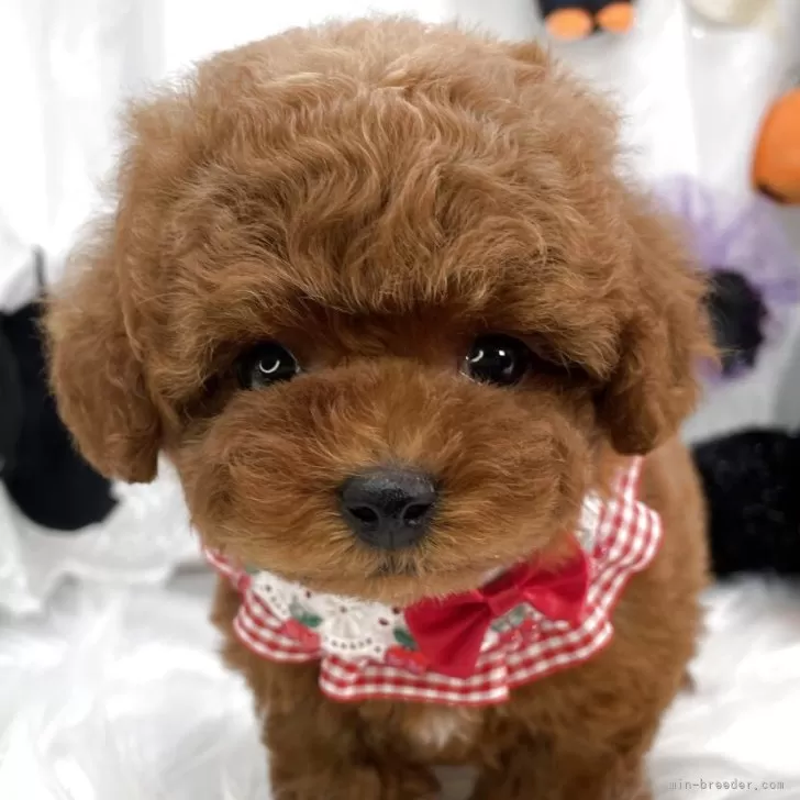 ティーカッププードル【栃木県・女の子・2025年8月29日・レッド】の写真1