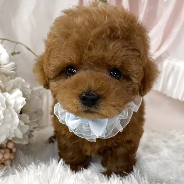 ID:2507-07685の子犬