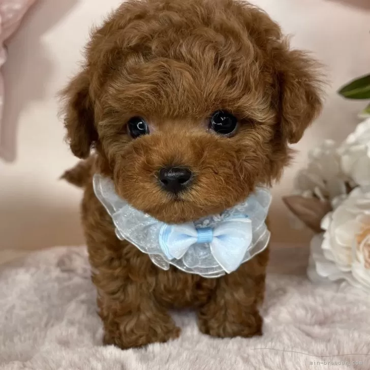 ID：2507-01163の子犬