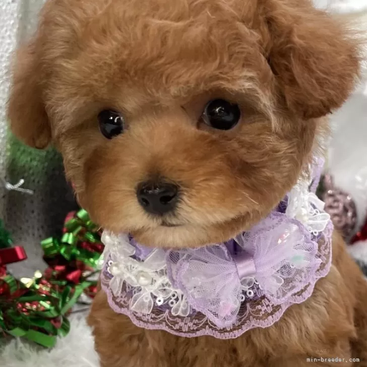 ティーカッププードル【栃木県・女の子・2025年9月29日・レッド】の写真1