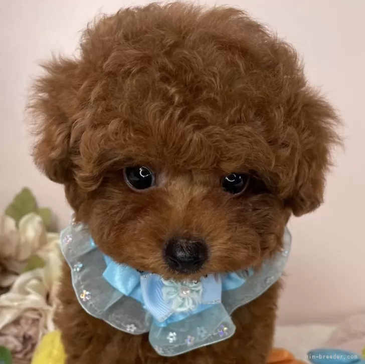 ID：2504-01899の子犬