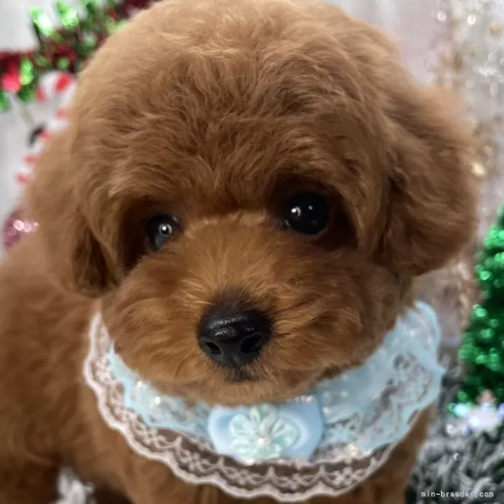 トイプードル(トイ)【栃木県・男の子・2025年9月22日・レッド】の写真1