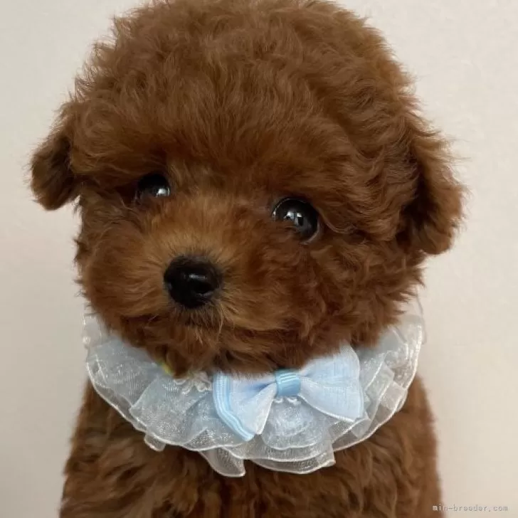 ID:2502-01766の子犬