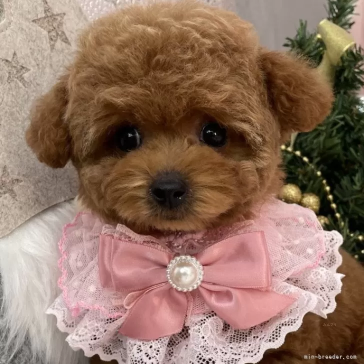 タイニープードル【栃木県・女の子・2025年9月26日・レッド】の写真1