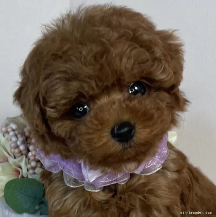 ID：2502-01739の子犬