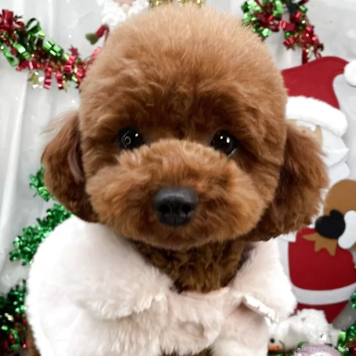 ティーカッププードル【栃木県・女の子・2024年7月22日・レッド】の写真1