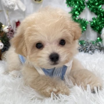 マルプー(トイプードル×マルチーズ)【栃木県・男の子・2025年9月11日・アプリコット】の写真「🏥無欠点✨健康優良児🐶💮🎊」