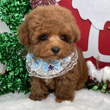 トイプードル(ティーカップ)【栃木県・男の子・2025年8月29日・レッド】の写真「ティーカップ男の子💙」