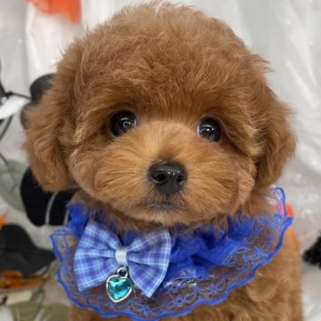トイプードル(タイニー)【栃木県・男の子・2025年7月31日・レッド】の写真「毛量◎優しいお顔のタイニー🐶💙」