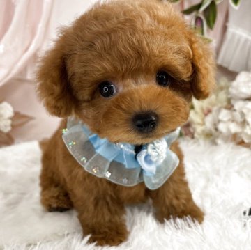 トイプードル(タイニー)【栃木県・男の子・2025年5月29日・レッド】の写真「タイニーサイズの🐶🐾可愛い男の子💙」