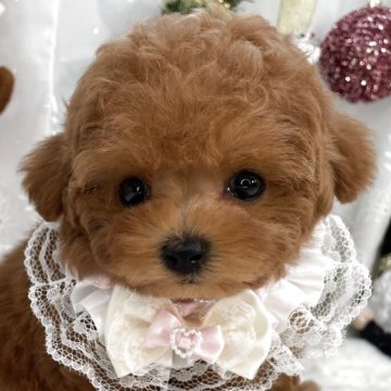 トイプードル(ティーカップ)【栃木県・女の子・2025年8月30日・レッド】の写真「激カワ💕ティーカップちゃん🐶💕」