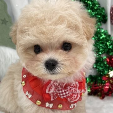 マルプー(トイプードル×マルチーズ)【栃木県・女の子・2025年9月11日・アプリコット】の写真「マルプー女の子🩷」