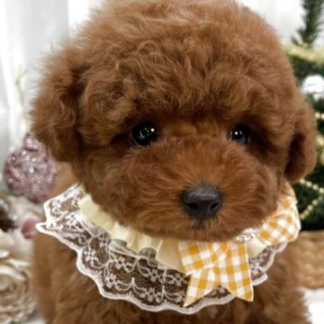 トイプードル(タイニー)【栃木県・男の子・2025年8月29日・レッド】の写真「タイニー男の子💙」