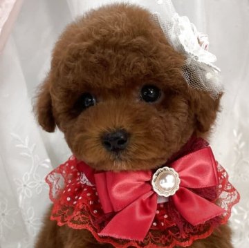 トイプードル(タイニー)【栃木県・女の子・2025年10月7日・レッド】の写真「🎀🎄Xmas キャンペーン🎄🎀」