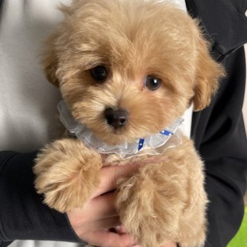 マルプー(マルチーズ×トイプードル)【栃木県・男の子・2025年1月26日・アプリコット】の写真「✨️ご家族様決まりました✨️」