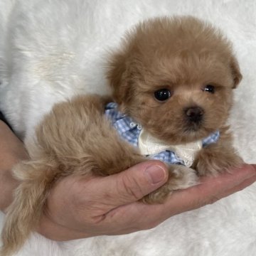 マルプー(マルチーズ×トイプードル)【栃木県・男の子・2025年10月30日・アプリコット】の写真「ティーカップマルプーくん💙」