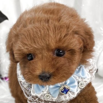 トイプードル(ティーカップ)【栃木県・男の子・2025年8月29日・レッド】の写真「ティーカップ男の子💙」