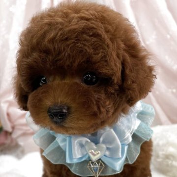 トイプードル(タイニー)【栃木県・男の子・2025年10月7日・レッド】の写真「🎀🎄Xmas キャンペーン🎄🎀」