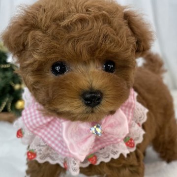 トイプードル(ティーカップ)【栃木県・女の子・2025年9月29日・レッド】の写真「🎀🎄Xmas キャンペーン🎄🎀」