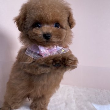 トイプードル(ティーカップ)【栃木県・女の子・2024年11月20日・レッド】の写真「マイクロティーカップ予想🐶🫧」