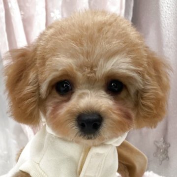 トイプードル(タイニー)【栃木県・女の子・2025年9月17日・レッド】の写真「タイニー女の子🩷」