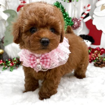 トイプードル(タイニー)【栃木県・女の子・2025年9月9日・レッド】の写真「タイニー女の子❤️」