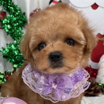 トイプードル(ティーカップ)【栃木県・女の子・2025年9月17日・レッド】の写真「ティーカップ女の子🎀」