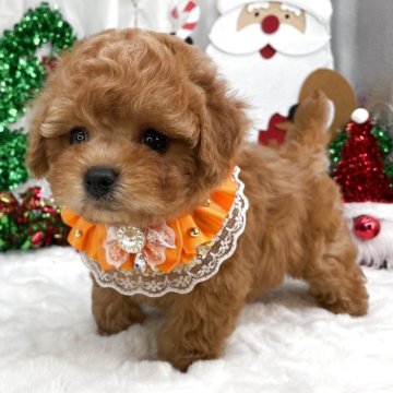 トイプードル(タイニー)【栃木県・女の子・2025年9月17日・レッド】の写真「タイニー女の子🎀」