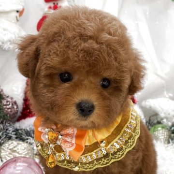 タイニープードル【栃木県・女の子・2025年9月28日・レッド】の写真「タイニー女の子🎀」