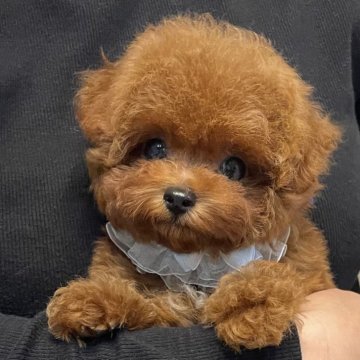 トイプードル(ティーカップ)【栃木県・男の子・2025年1月18日・レッド】の写真「🌺ご家族様決まりました🌺
328,000円」