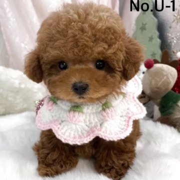 トイプードル(ティーカップ)【栃木県・女の子・2025年9月28日・レッド】の写真「👑🎀マイクロお姫✨降臨🎀👑」