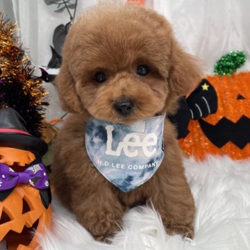 トイプードル(タイニー)【栃木県・男の子・2025年7月31日・レッド】の写真「タイニー男の子🐶💙パテラ手術済」