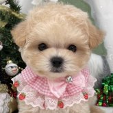 マルプー(トイプードル×マルチーズ)