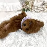 ティーカッププードル