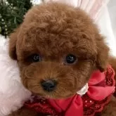 タイニープードル