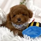 ティーカッププードル