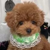タイニープードル