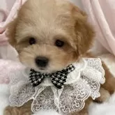 タイニープードル