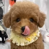 タイニープードル