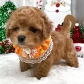 タイニープードル