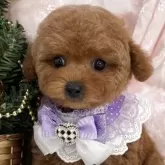 タイニープードル