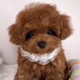 ティーカッププードル【栃木県・女の子・2025年1月28日・レッド】の写真1