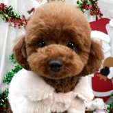 トイプードル(ティーカップ)