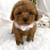 ティーカッププードル【栃木県・女の子・2025年6月22日・レッド】の写真3